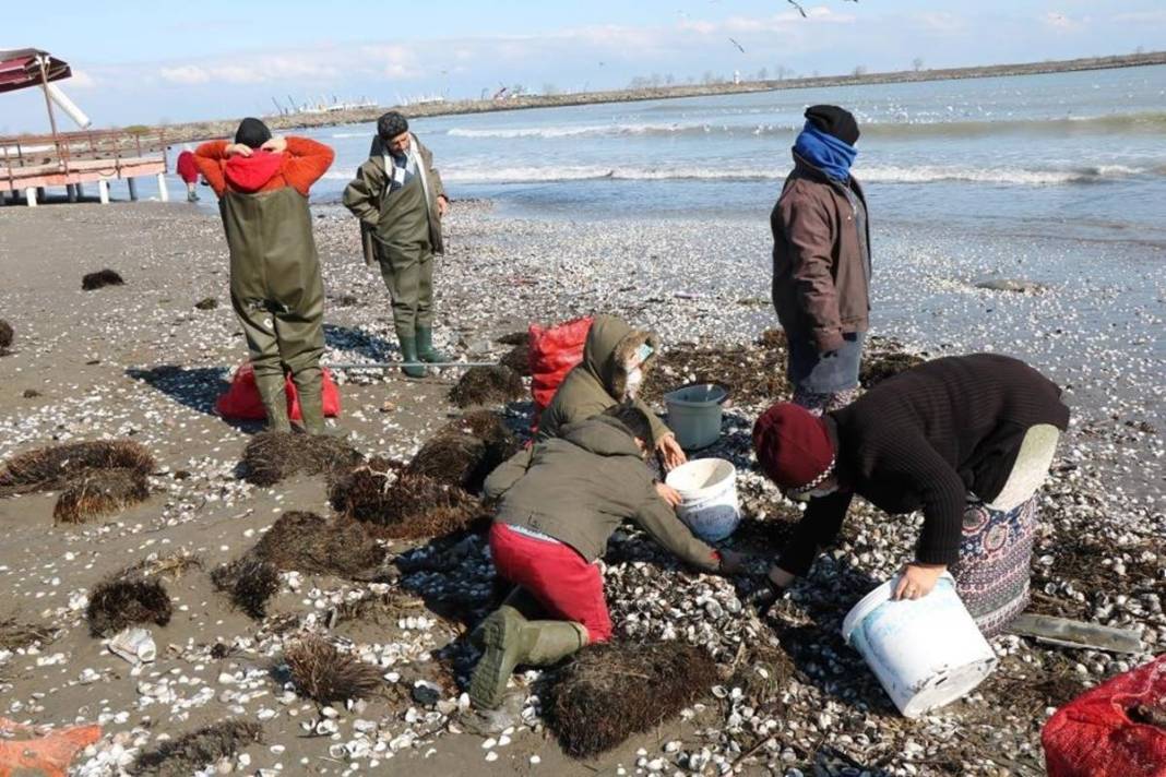 Karadeniz'de yetiştiriliyor, Avrupa ve Uzak Doğu'ya tonlarca satılıyor! Bölge halkının en büyük gelir kapısı 17